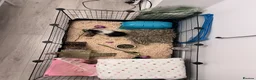 Guinea Pig rodents for sale: 2 BOARS SOLD SEPARATELY (ready to go in a month)  - Advert 5