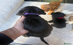 Cocker Spaniel dogs for sale: Cocker spaniel puppies  - Image 12