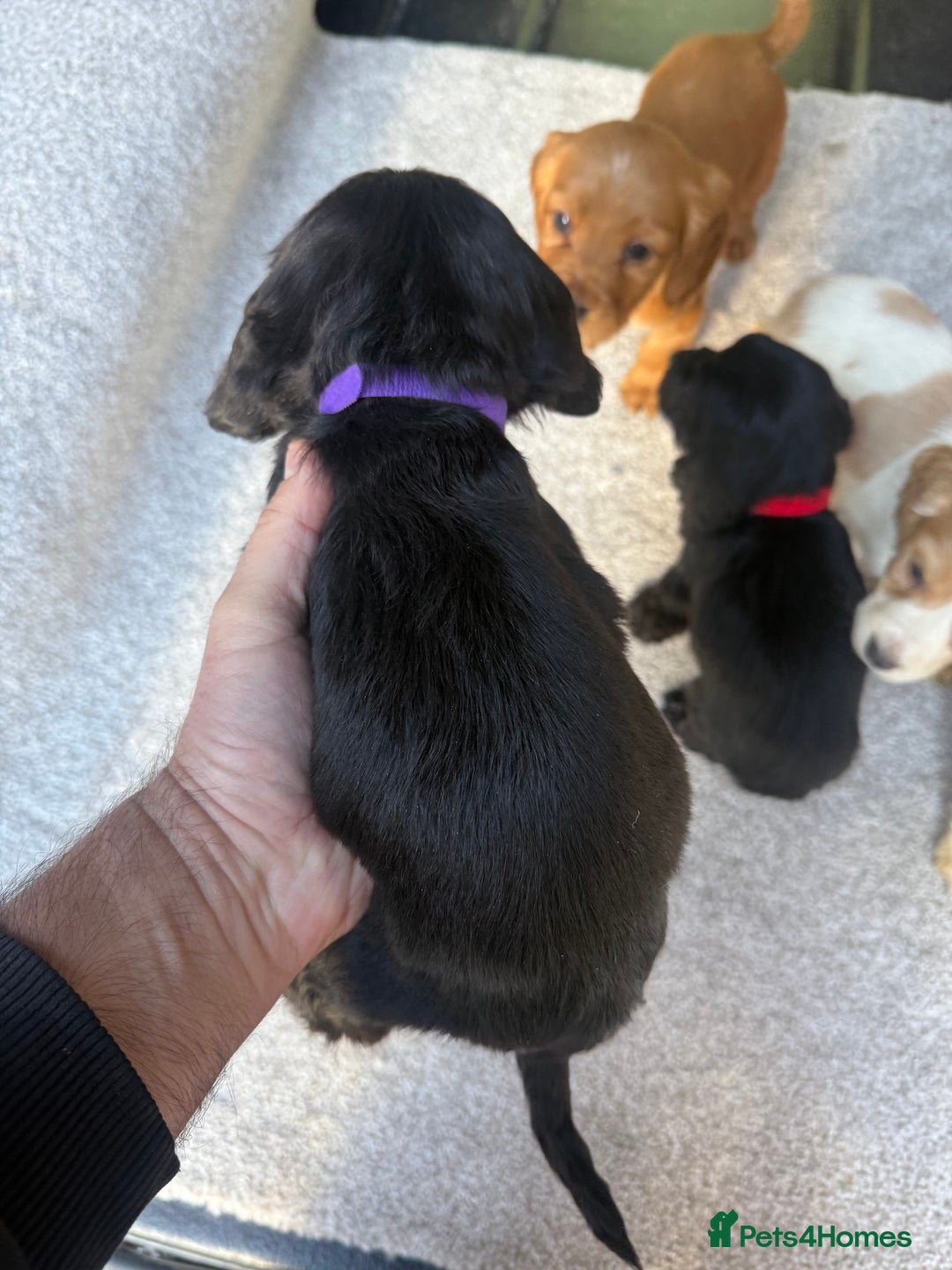 Cocker Spaniel dogs for sale: Cocker spaniel puppies  - Image 12