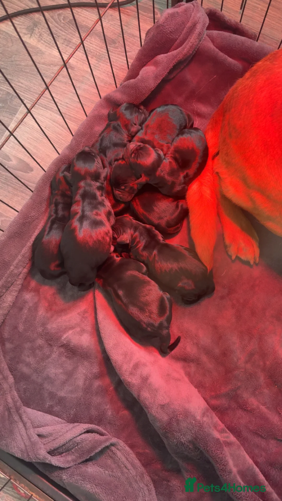 Springador dogs for sale: Adorable Black Springador Puppies - Advert 4