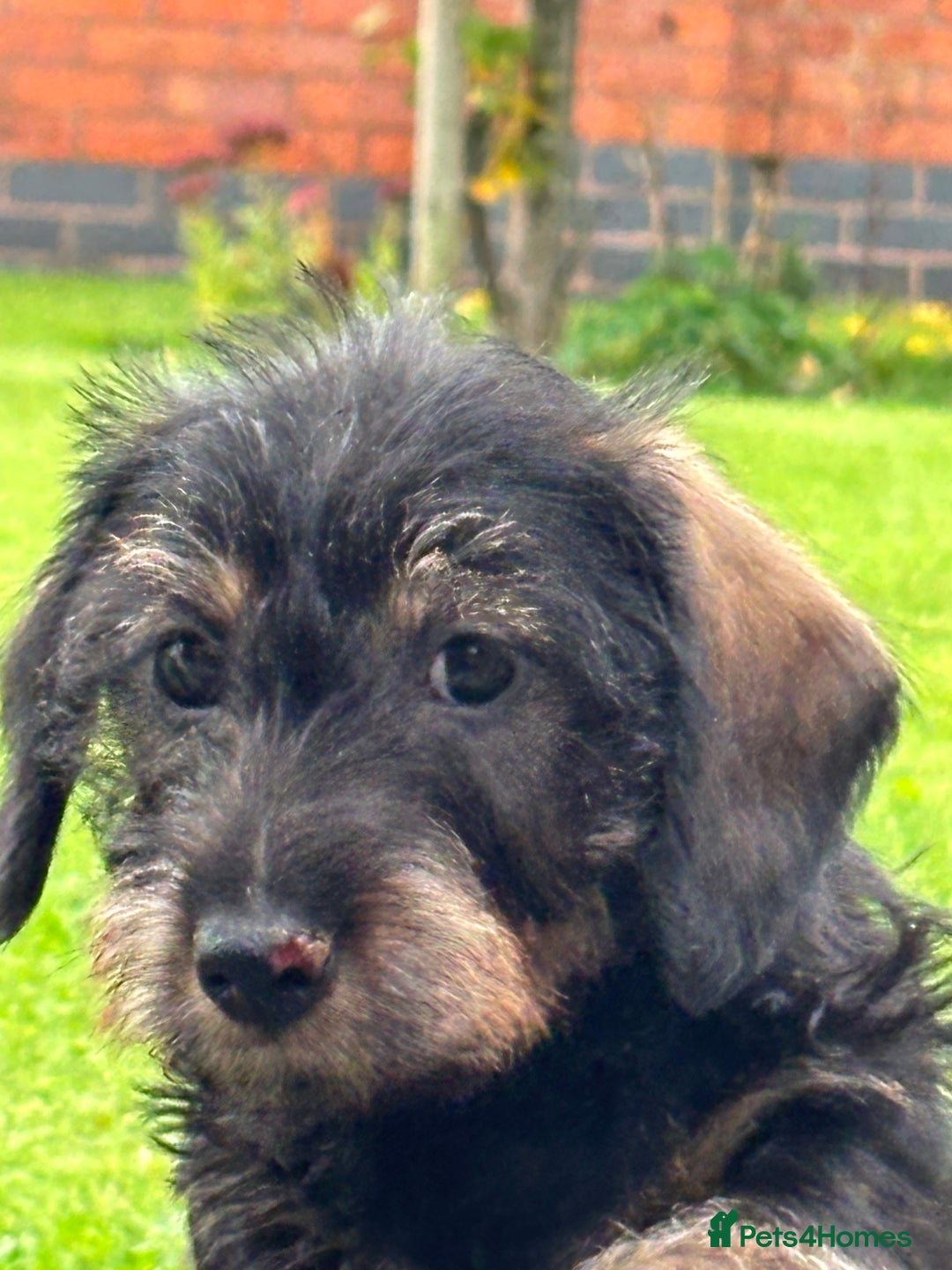 Miniature Dachshund dogs for sale: Wire Haired KC Miniature Dachshund  - Image 10