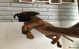 Presa Canario dogs for sale: Working presa canario - Advert 3