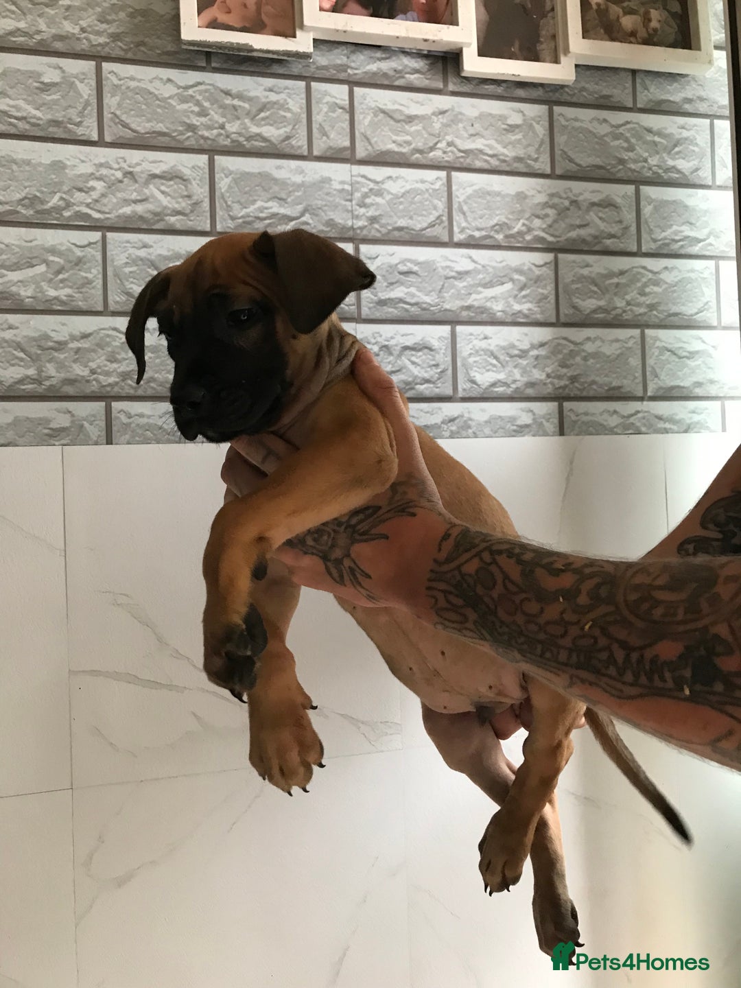 Presa Canario dogs for sale: Working presa canario - Advert 3