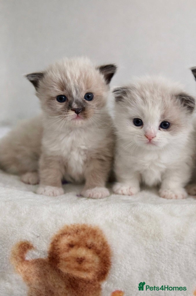 Ragdoll cats Microchipped Ragdoll Pedigree Kittens - Advert 2