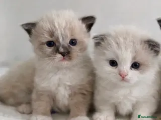 Ragdoll cats Microchipped Ragdoll Pedigree Kittens - Advert 18