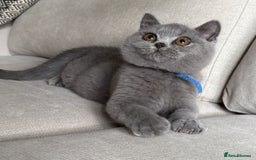 British Shorthair cats for sale: Beautiful kittens  - Image 26