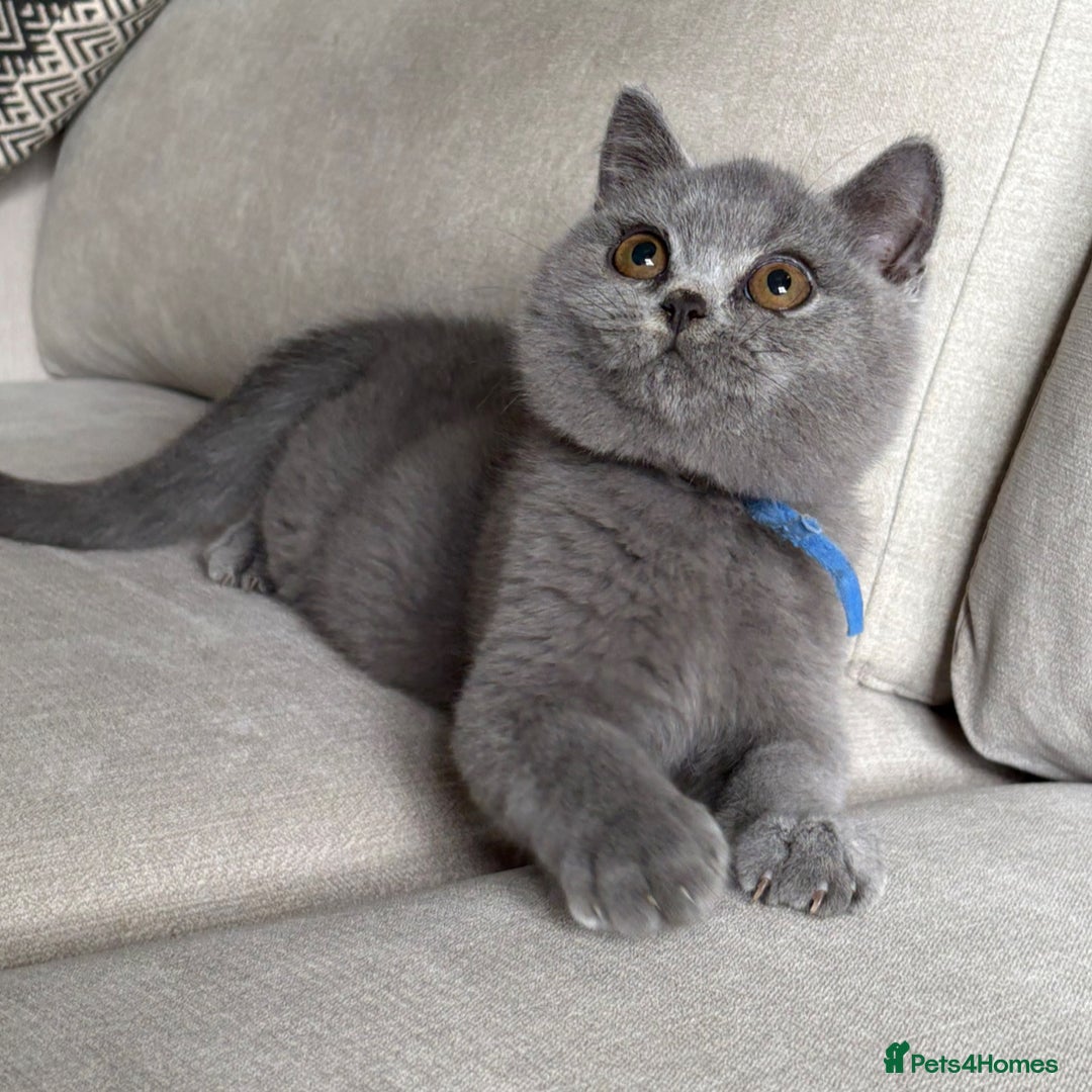 British Shorthair cats for sale: Beautiful kittens  - Image 26