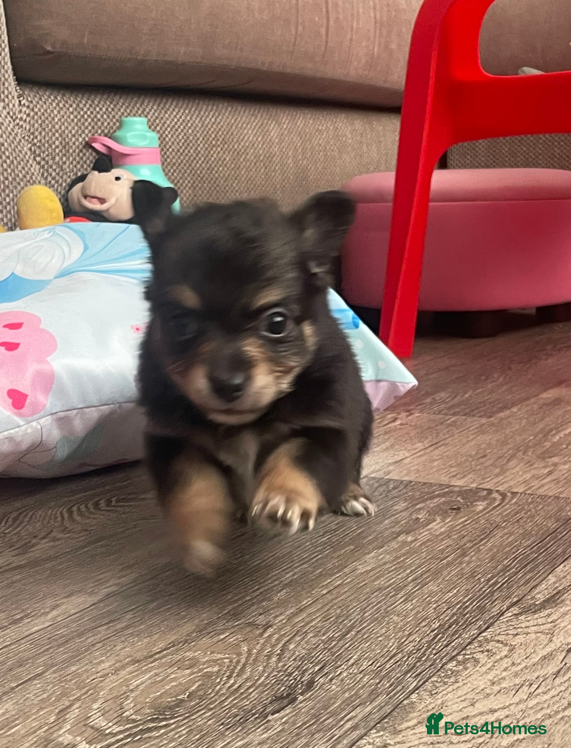 Chihuahua dogs chihuahua pups  - Advert 3