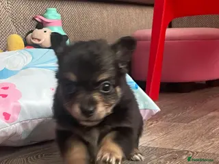 Chihuahua dogs chihuahua pups - Advert 3