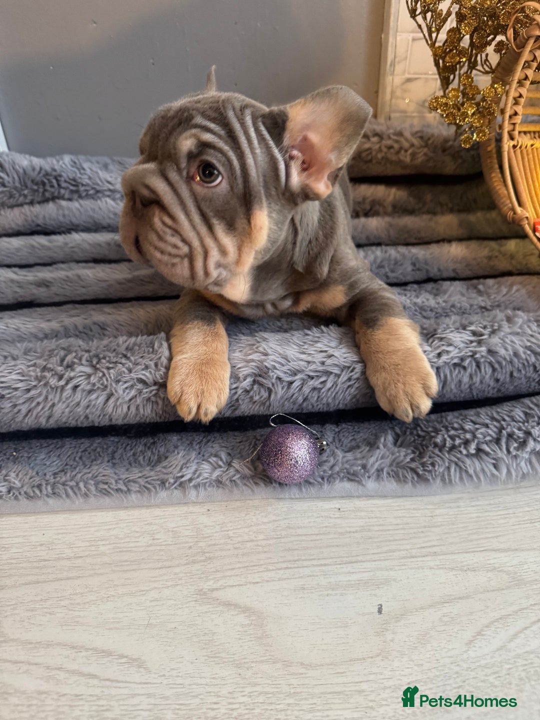 French Bulldog dogs for sale: Quality French bulldog puppies - Advert 3