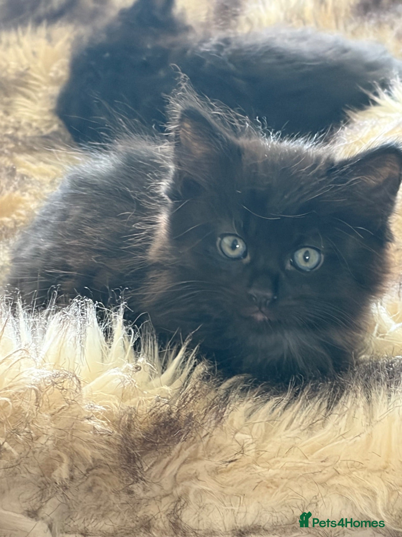 Maine Coon cats Beautiful Bundles of Joy 🐾 ready to leave  - Advert 18
