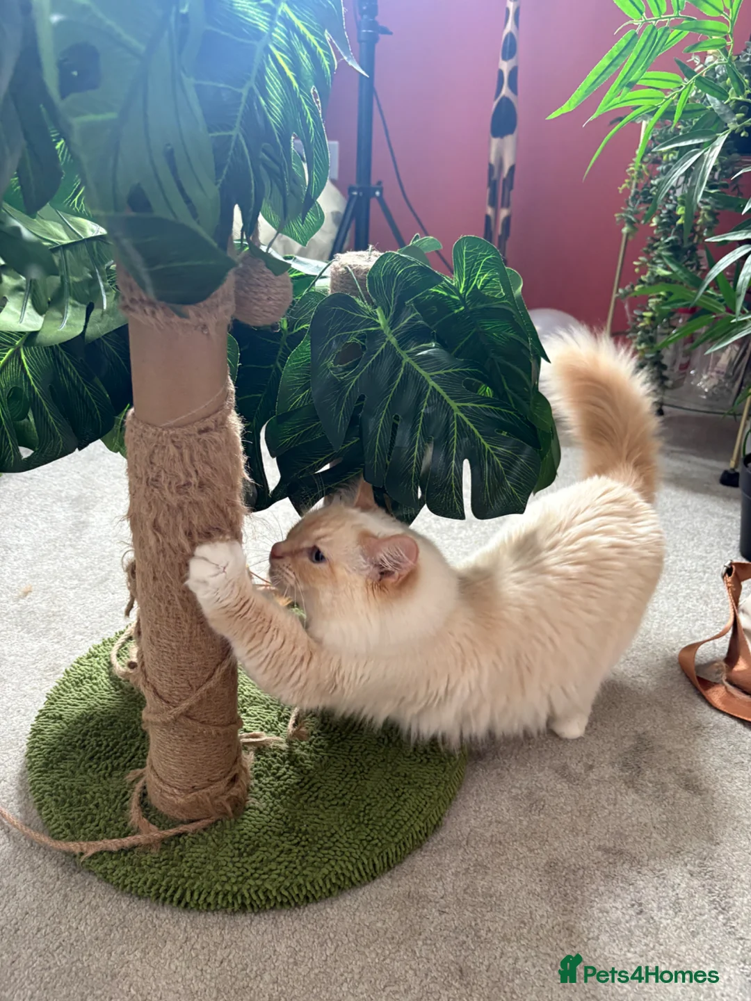 Mixed Breed cats for sale: Beautiful Fluffy Ginger Kittens - Advert 1