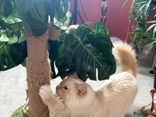 Mixed Breed cats Beautiful Fluffy Ginger Kittens - Advert 13