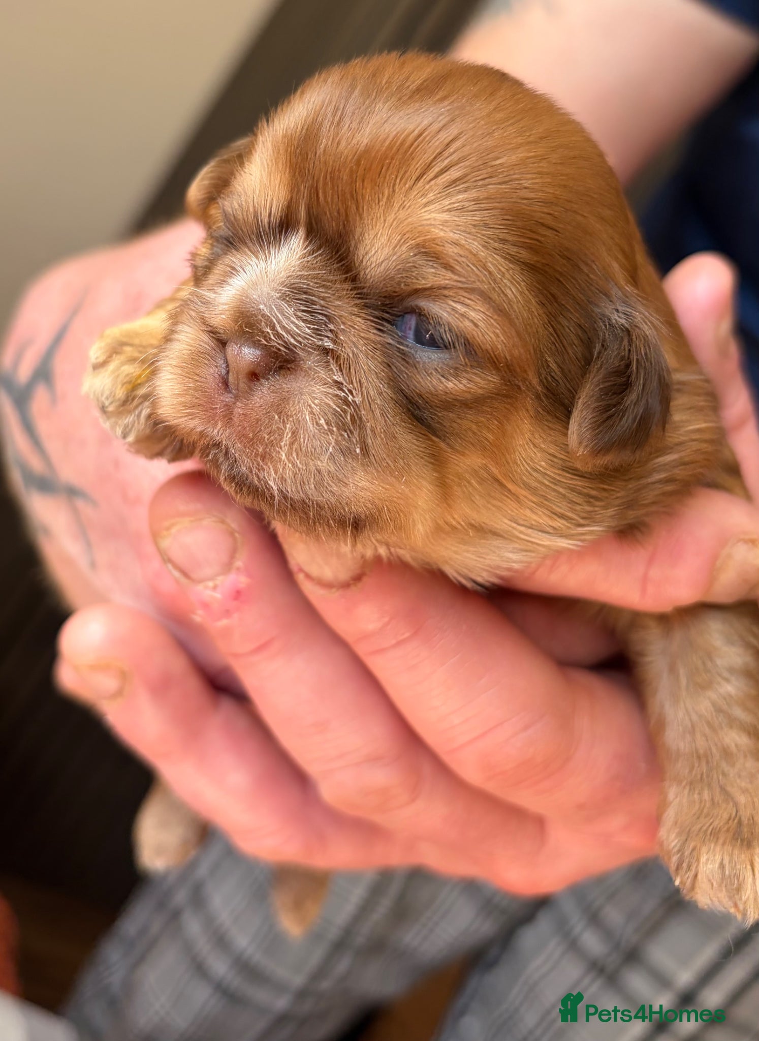 Shih Tzu dogs Shih Tzu  - Advert 1