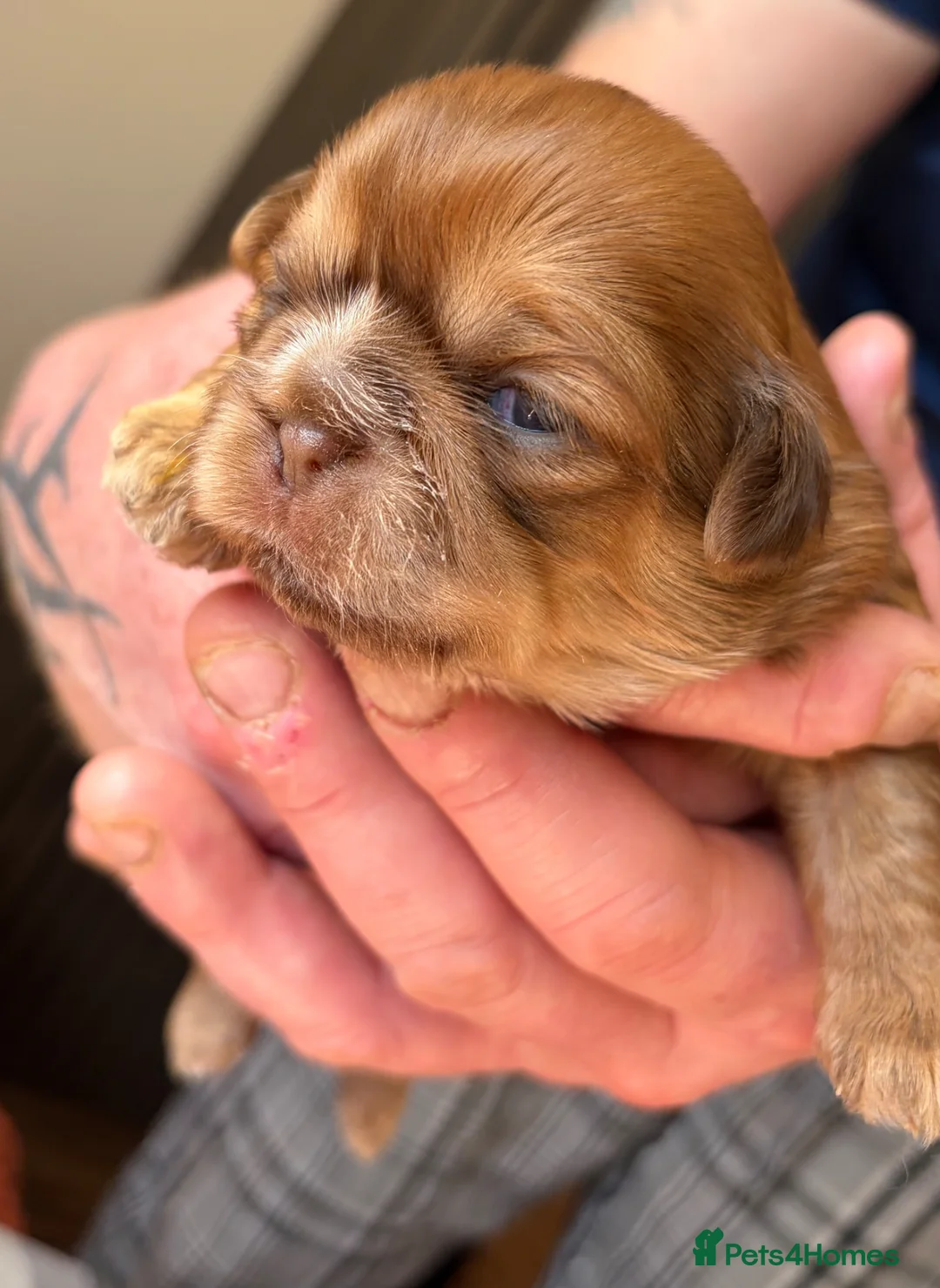 Shih Tzu dogs for sale: Shih Tzu  in Barnsley - Advert 1