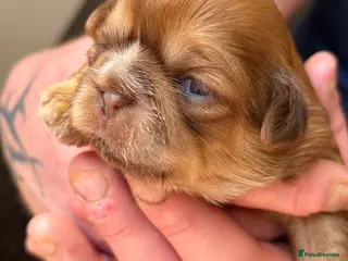 Shih Tzu dogs Shih Tzu - Advert 1