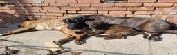 Mixed Breed dogs for sale: Serena 3 Month Old - Advert 3