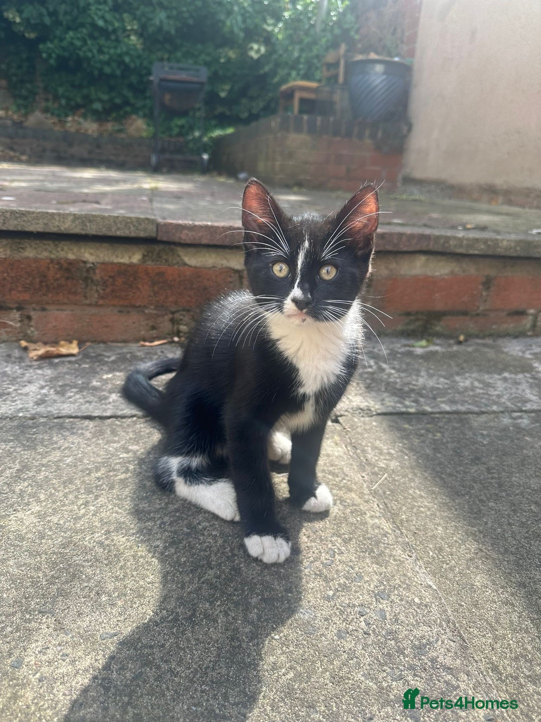 European cats for sale: For free adoption  - Image 2