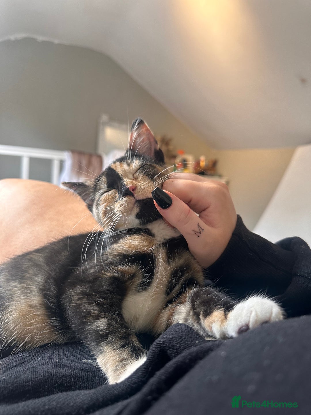 British Shorthair cats for sale: Rehoming my Sweet Baby girl rare Chimera  - Advert 15