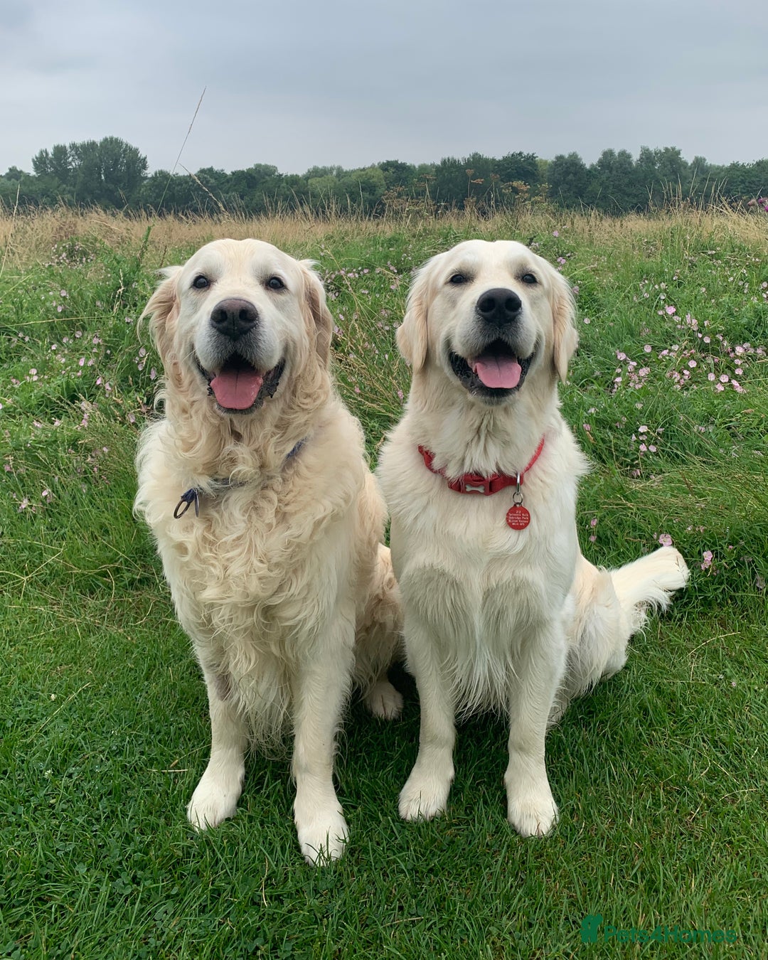 Golden Retriever dogs for stud: 2 health tested, Crufts qualified, KC stud dogs in Milton Keynes - Advert 1