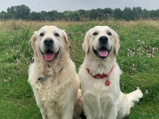 Golden Retriever dogs 2 health tested, Crufts qualified, KC stud dogs in Milton Keynes - Advert 3