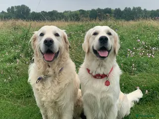 Golden Retriever dogs 2 health tested, Crufts qualified, KC stud dogs in Milton Keynes - Advert 11