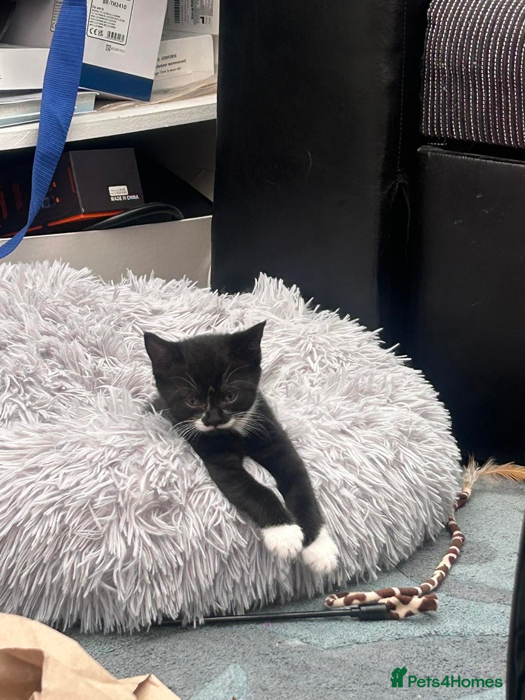 Mixed Breed cats for sale: 2 girls and 1 boy Half British shorthair kittens - Image 6