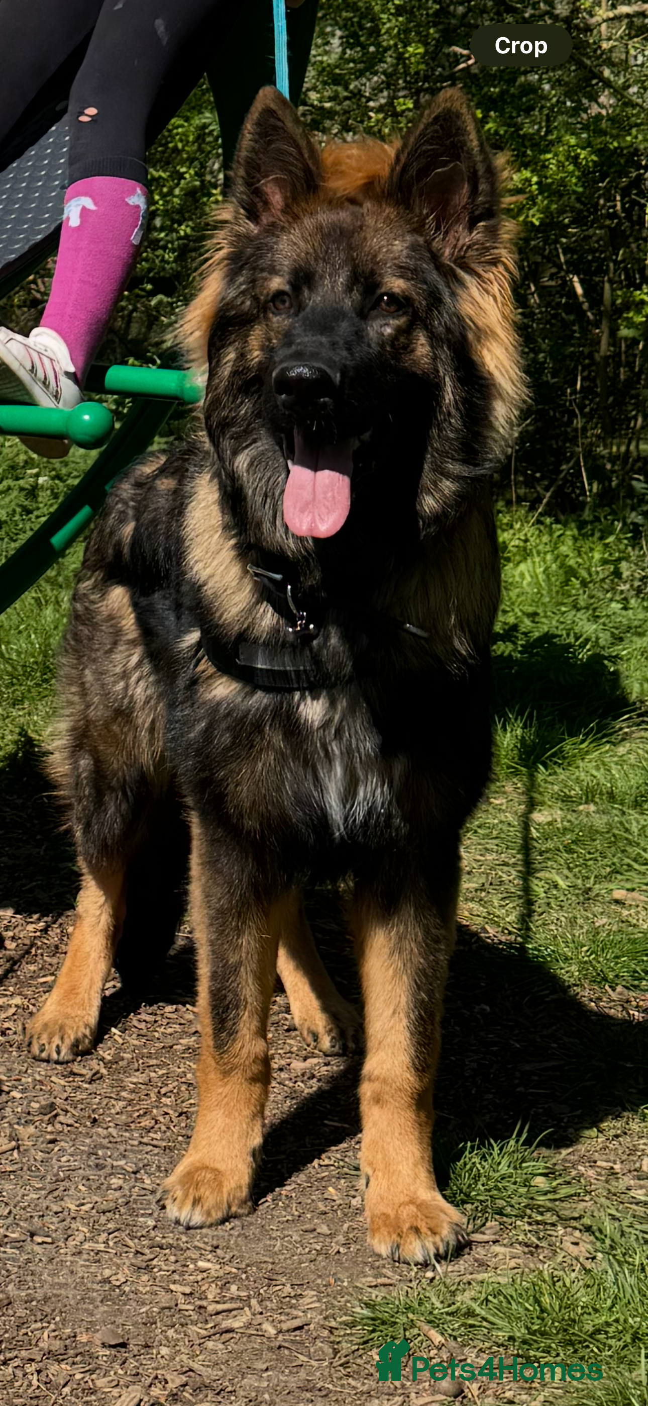 German Shepherd dogs For Stud - Advert 1