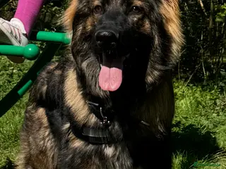 German Shepherd dogs For Stud - Advert 1