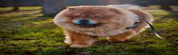 Chow Chow dogs for sale: KC REGISTERED CHOW CHOW  - Advert 3