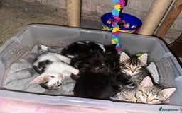 Mixed Breed cats for sale: Kittens for sale ready to go now   - Image 6