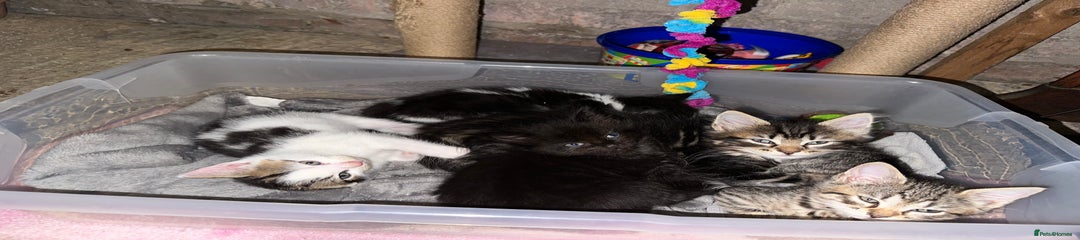 Mixed Breed Kitten 4