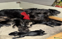 Miniature Schnauzer dogs for sale: Happy healthy miniature Schauzer puppies - Image 38