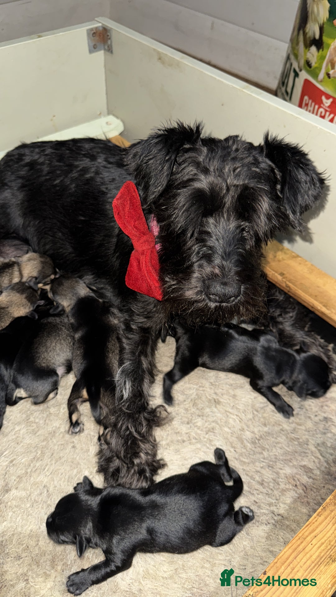 Miniature Schnauzer dogs for sale: Happy healthy miniature Schauzer puppies - Image 38