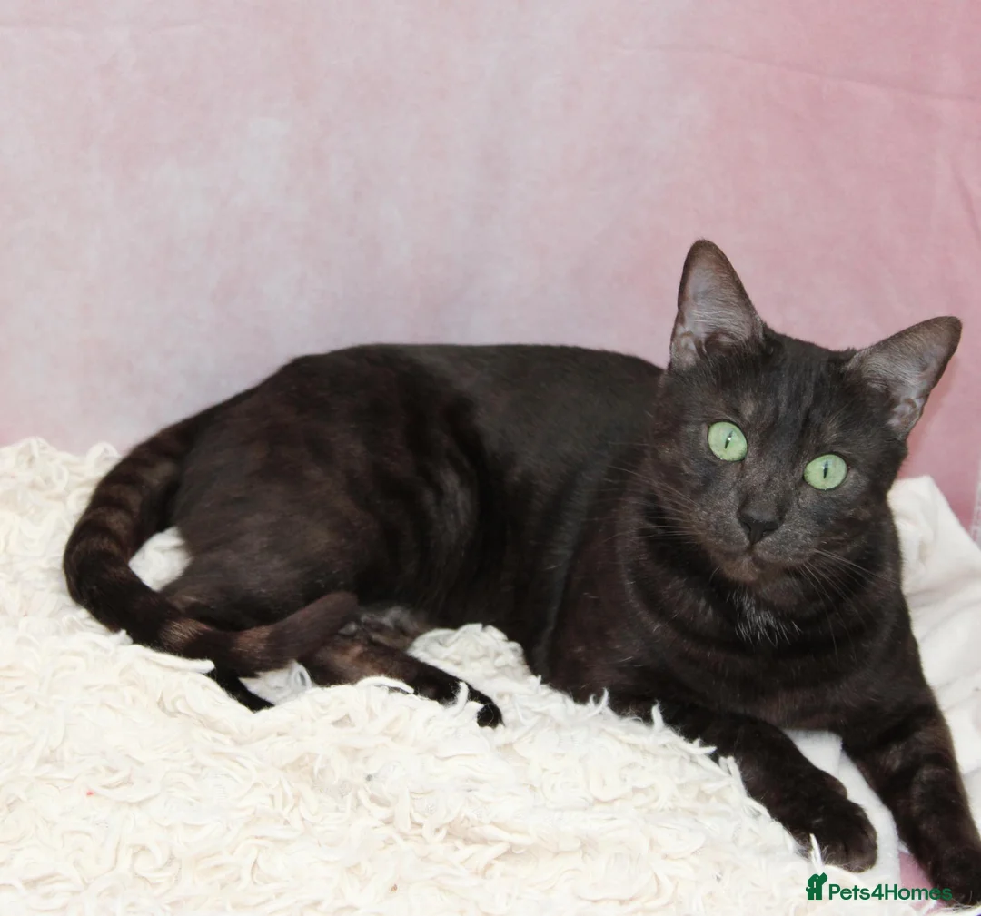 Bengal cats for sale: Retired bengal black smoke  - Advert 13