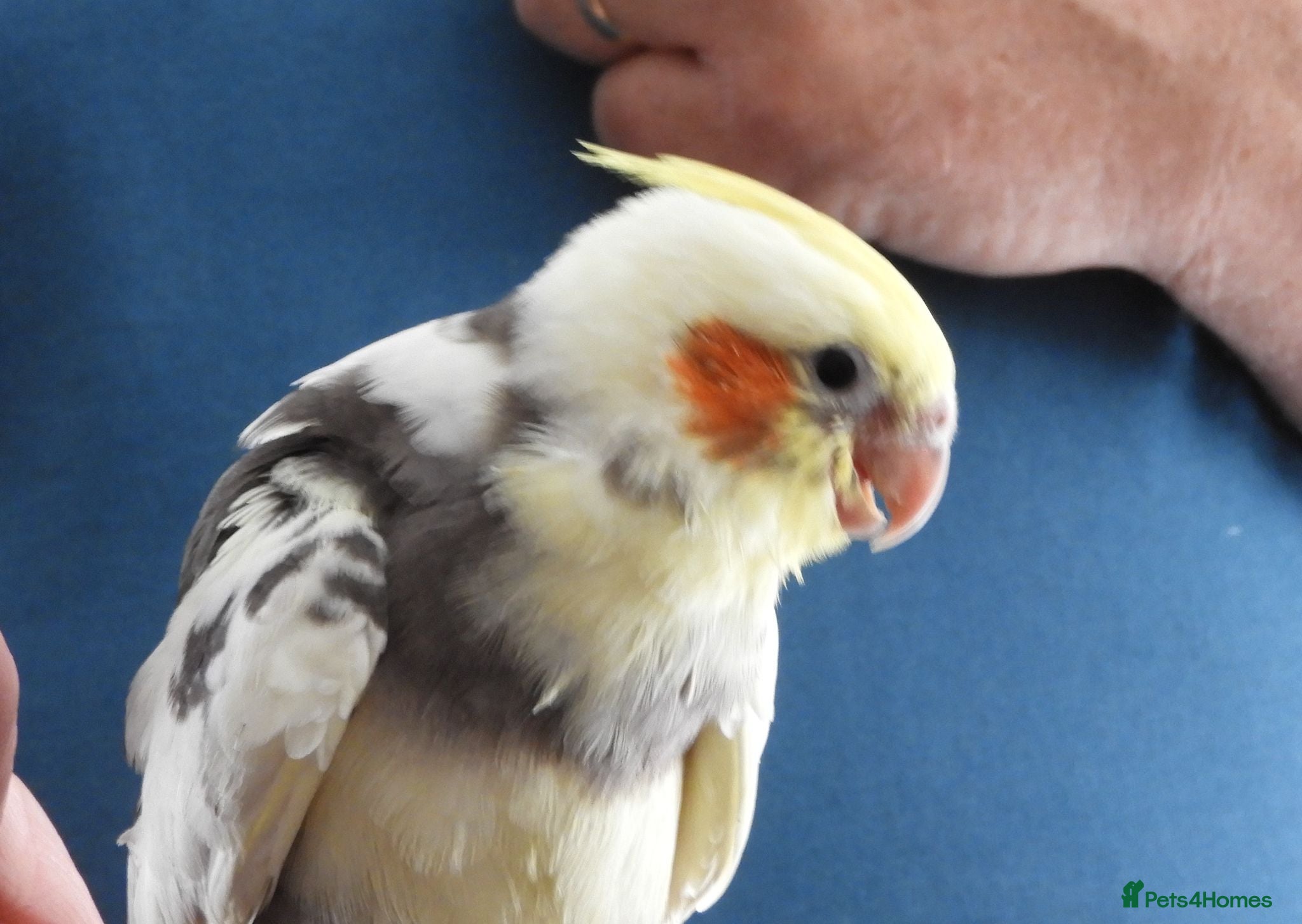 Cockatiels birds Hand Reared Cockatiels - Advert 1