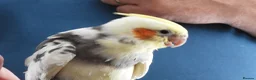 Cockatiels birds for sale: Hand Reared Cockatiels - Advert 1
