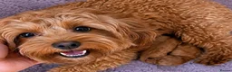 Cavapoo dogs for sale: MAHOGANY RED CAVAPOO PUPS  - Advert 4