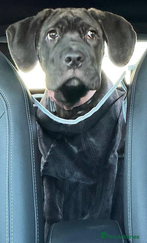 Cane Corso dogs Brindle cane corso pup - Advert 1