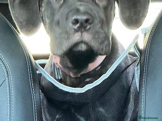 Cane Corso dogs Brindle cane corso pup - Advert 6