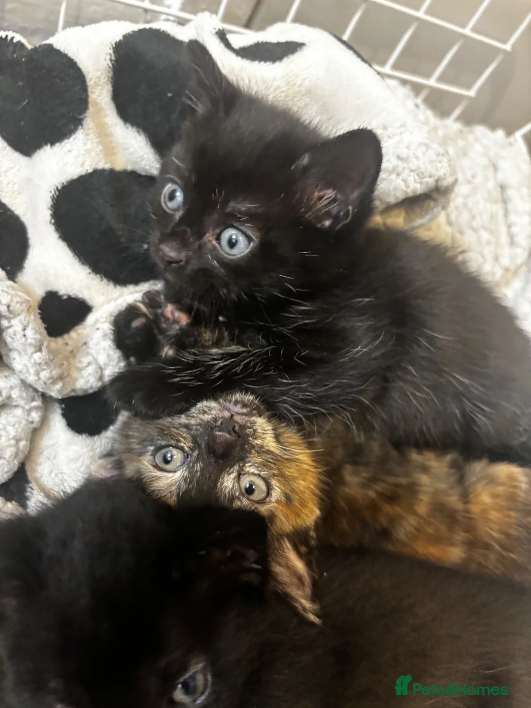 Mixed Breed cats for sale: Mixed kitten’s for sale in Newcastle upon Tyne - Advert 1