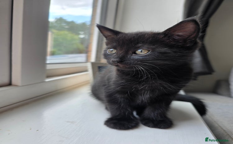 Domestic Shorthair cats - Advert 13