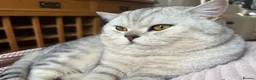 British Shorthair cats for sale: Beautiful British Shorthair Kittens🌸 - Advert 2