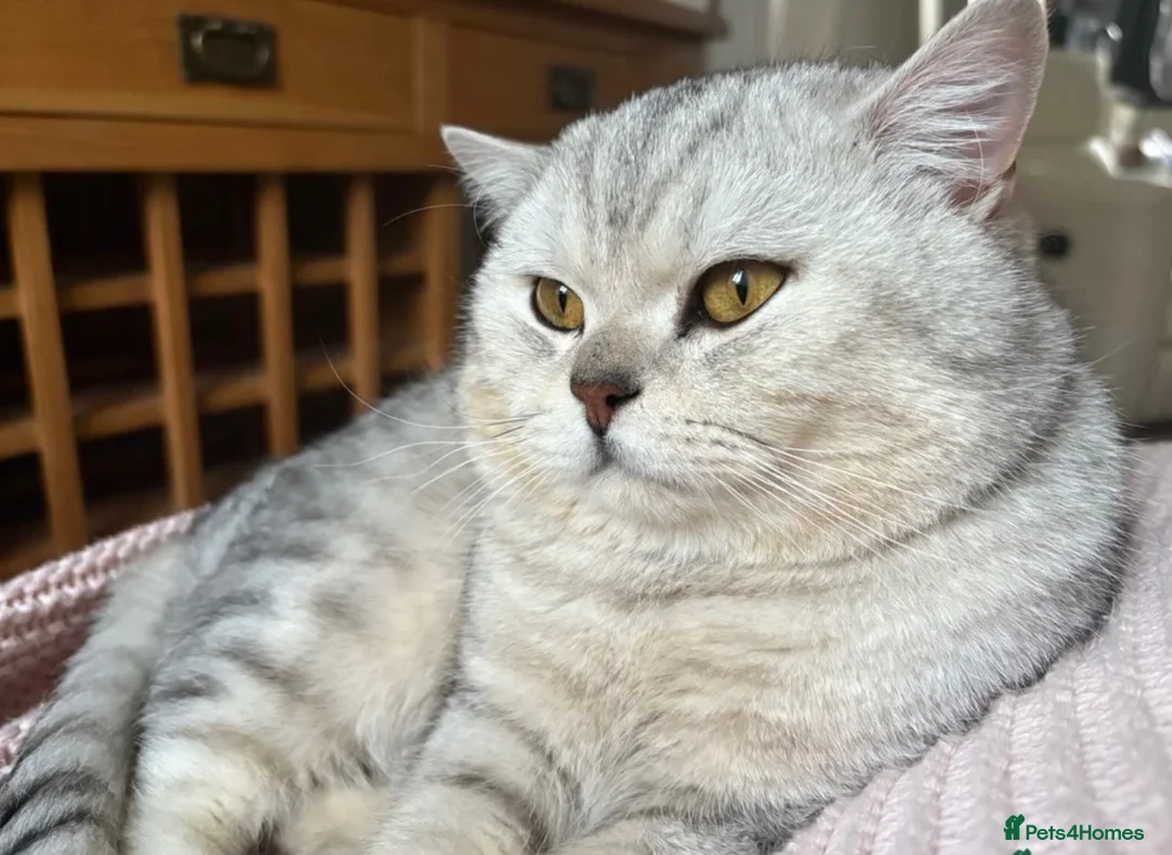 British Shorthair cats for sale: Beautiful British Shorthair Kittens🌸 - Advert 2