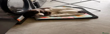 Sprocker 1