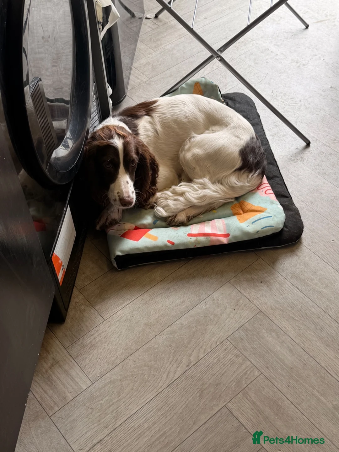 Sprocker dogs for sale: One sprocker girl  - Advert 1