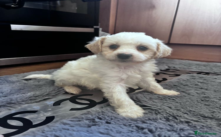 Cavapoo dogs - Advert 11