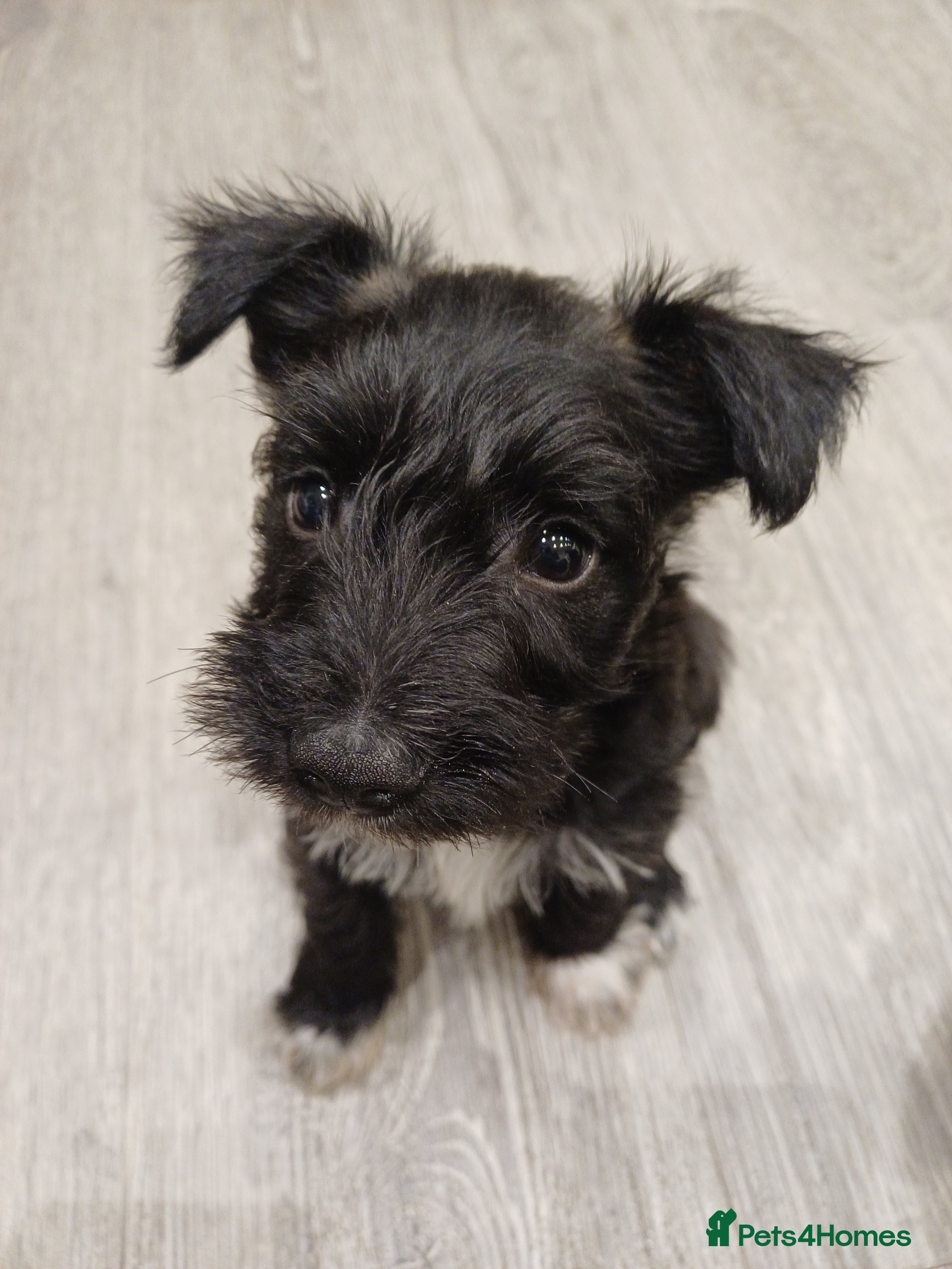 Miniature Schnauzer dogs Miniature Schnauzers  - Advert 5