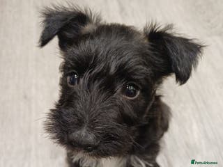 Miniature Schnauzer dogs LAST PUP - Miniature Schnauzers - Advert 1