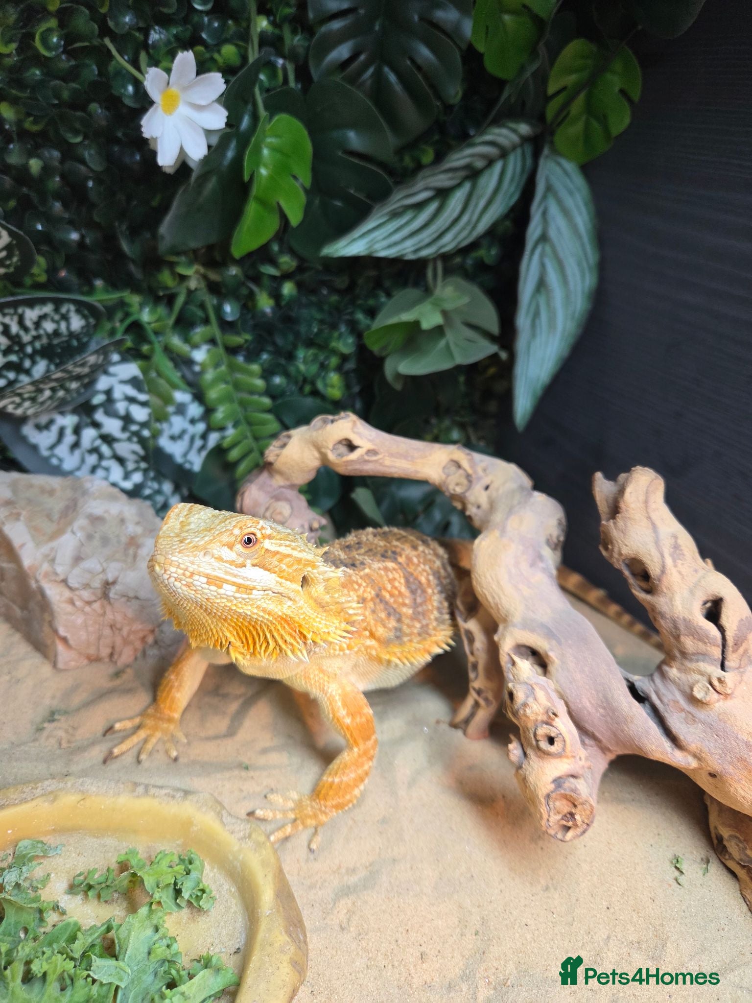 Bearded Dragon reptiles 1 year old female Bearded dragon  - Advert 14
